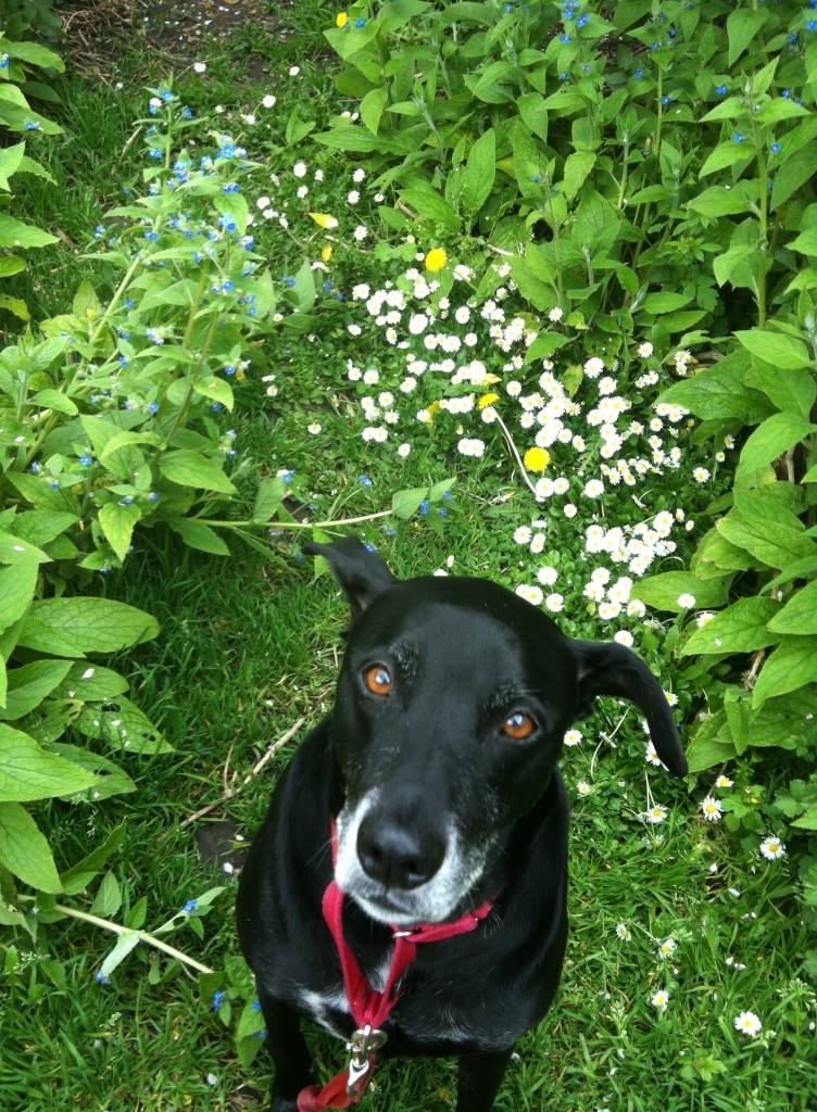 jgtaylor's tweet photo. @rickygervais As requested, Voted for a brilliant show called #AfterLife from London.  I'm sure our old friend Albert here would've voted for you too if he could. https://t.co/peGLcZnyoN