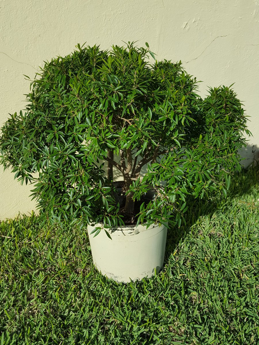 BermudaBonsai's tweet photo. First Bonsai project of 2020 a Ficus Neriifolia. Bought from Alberfeldy Nursery. A lot of root work to get this into a training pot so only gentle initial styling. #Bermuda #bonsai https://t.co/PQdjmdqW1o