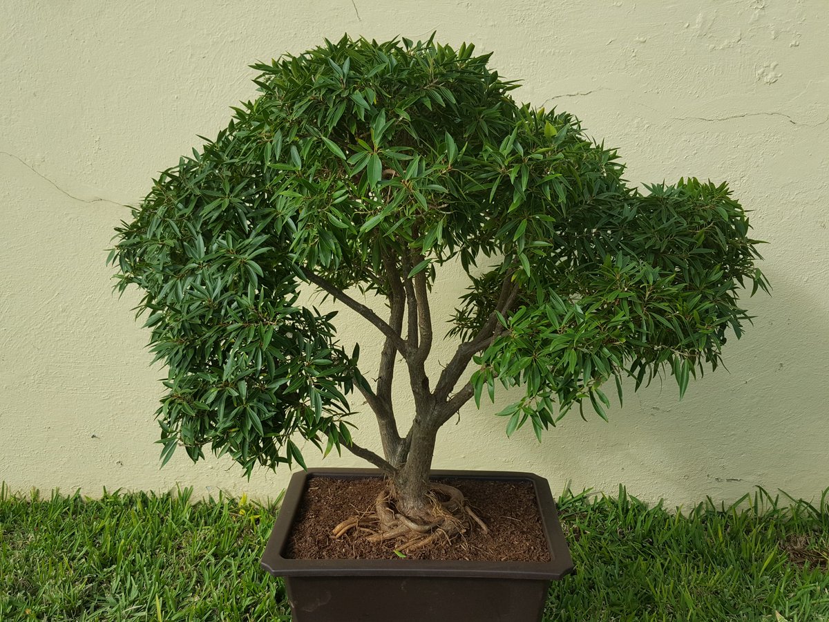 BermudaBonsai's tweet photo. First Bonsai project of 2020 a Ficus Neriifolia. Bought from Alberfeldy Nursery. A lot of root work to get this into a training pot so only gentle initial styling. #Bermuda #bonsai https://t.co/PQdjmdqW1o