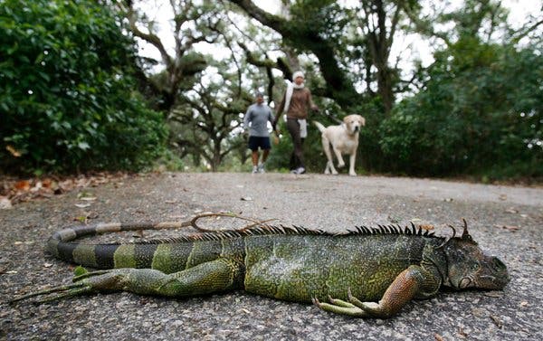 You think we've got it rough with mice and other creepy crawlers!

 A recent cold snap in the usually sunny south has iguanas falling from the sky!

zurl.co/vtGJ