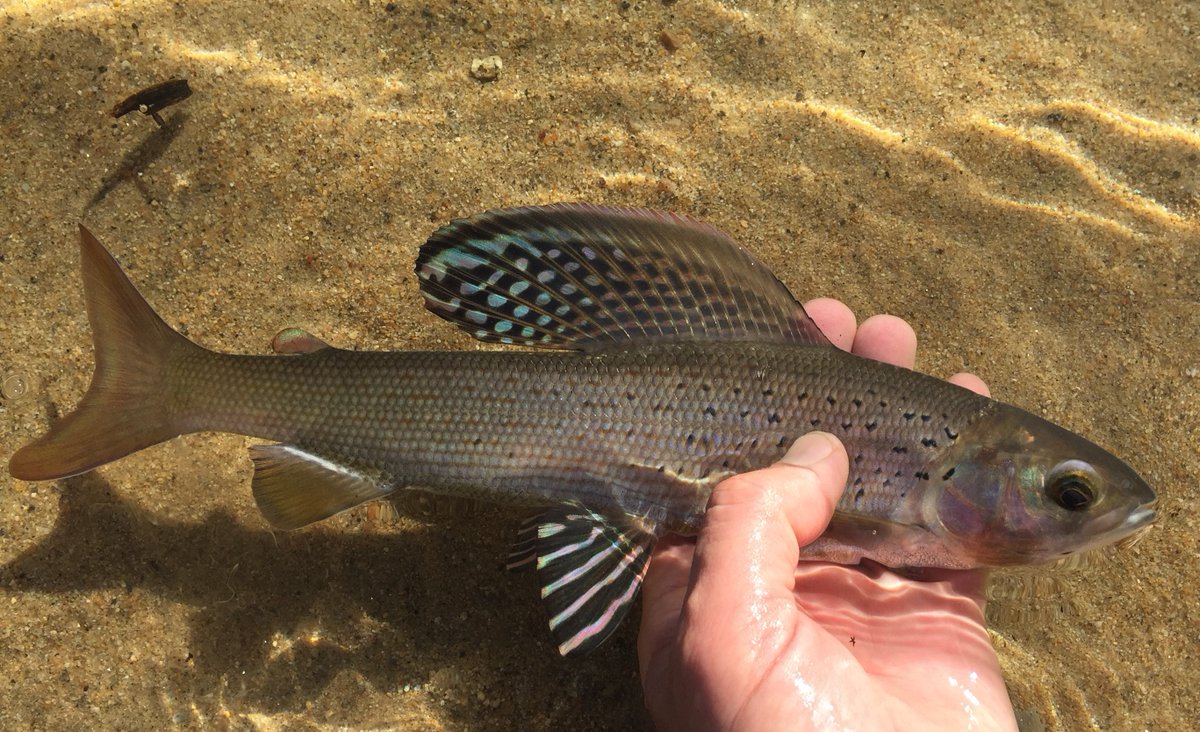 GVSU_AWRI's tweet photo. Dr. Carl Ruetz was interviewed by @arctic_grayling, a group of @troy_athens High School students working on a documentary about the effort to reintroduce Arctic grayling to Michigan. #Arcticgraylingdoc #RuetzLab https://t.co/HemywLhXiU