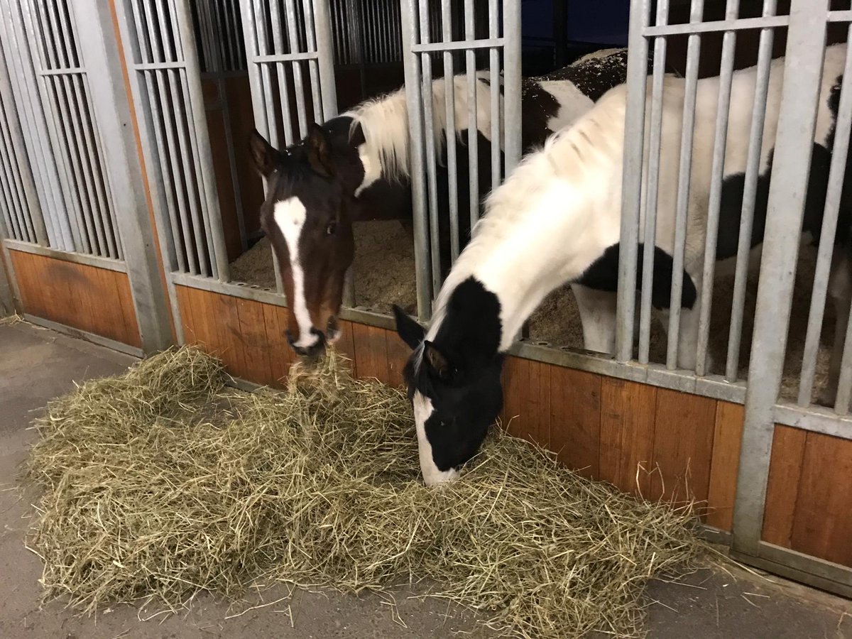 Hasenacher_Stud's tweet photo. It’s time for dinner! Everest &amp; Engiadina already enjoy their hay but they really look forward to their feed of our partner Omento GmbH - Next Generation Horsefeed. #HungryFaces https://t.co/twoD4FuueU