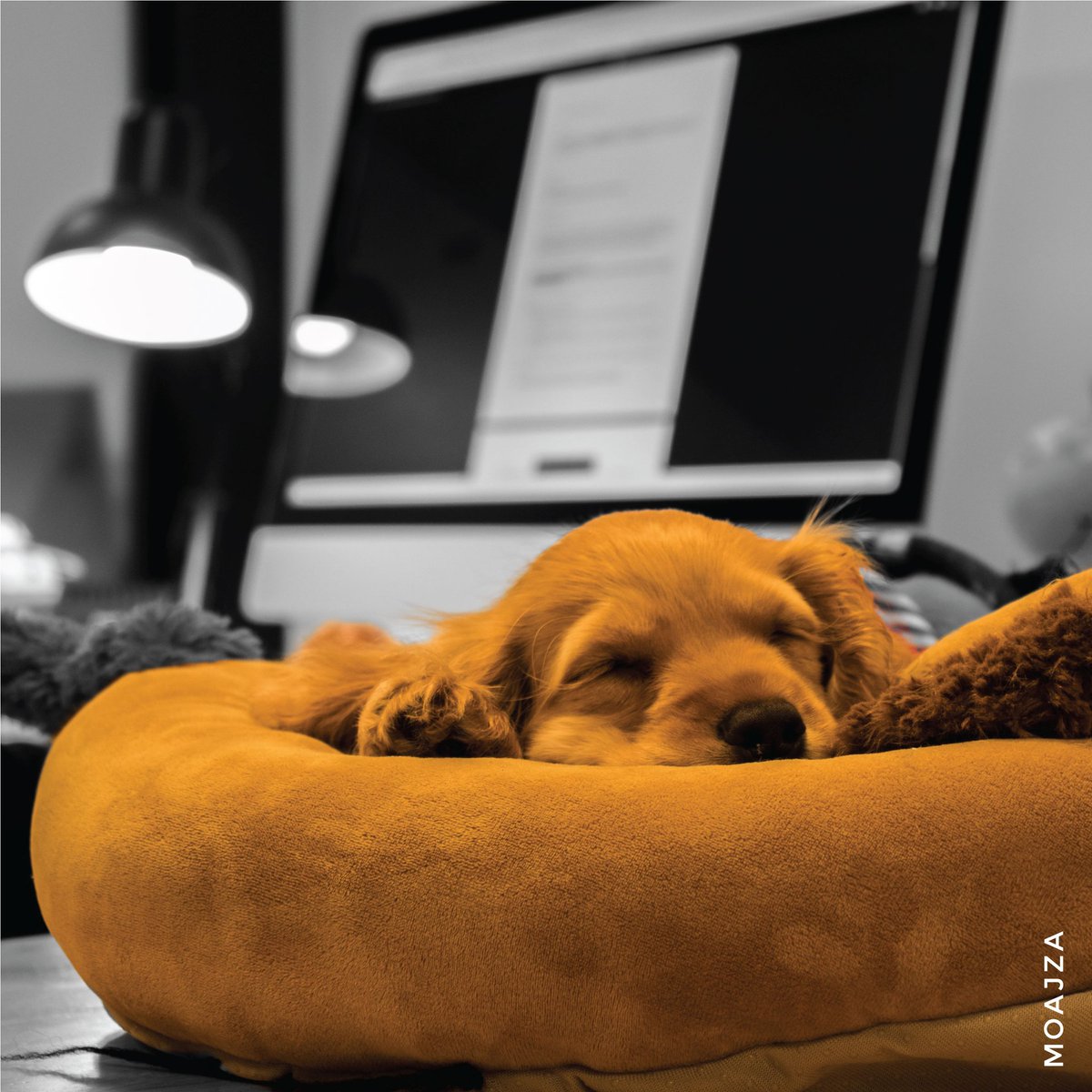 MoajzaIndia's tweet photo. What's a family without a furball? Moajza's own baby boss, Phoebe! Helping us beat the Monday blues. #Dogsofinstagram #Moajza #MondayBlues #agencyLife https://t.co/aXKymaN2Lq