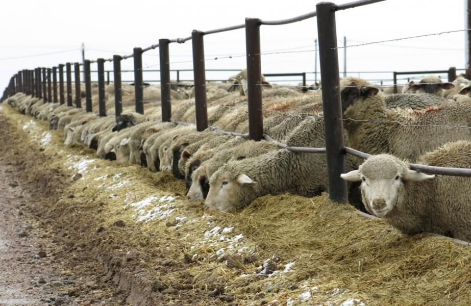 the_blerks's tweet photo. Agriculture Is A Way Of Life. #generationalfarming. https://t.co/4C7ZV5lvsj