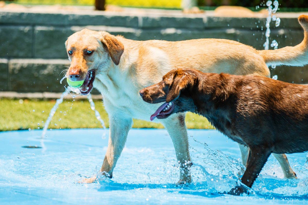 FidoH2o's tweet photo. Splash Pads and miniature Water Parks for Fido! We also offer our own line of high-quality play and dog agility features and dog-friendly amenities. #dogs https://t.co/0q92J0vZ9O