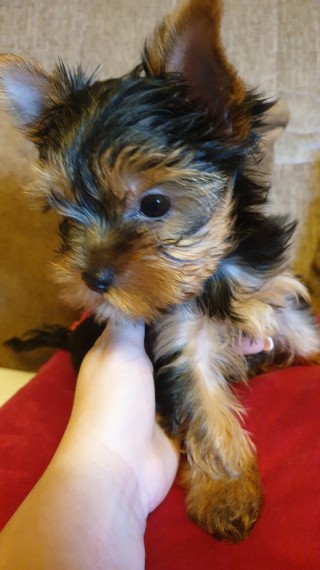 yorkie home
