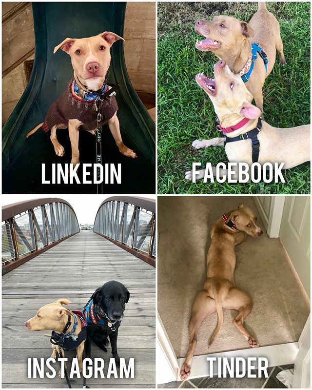 iamstephcarter's tweet photo. ICYMI: Posted to DHA’s page; still looking for a home! We want to help more animals! https://t.co/EZJAcClV3Y https://t.co/Bh8OdFt51h