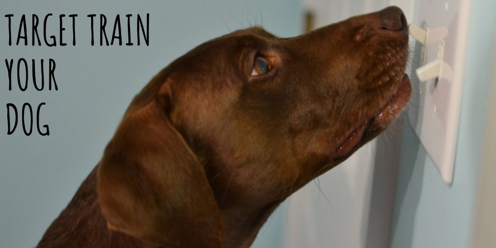 OutdoorSmarter's tweet photo. @_TheBestDogs How Would You Feel If  You Can Keep Your Dog's Attention, Even Use ‘Targeting’ To Get Your Dog To Open Doors, Ring Bells Or Turn Off Lights?
This Simple Training Technique Develops your Dog's "Hidden Intelligence" https://t.co/bnfWkCQhTW https://t.co/eJnj0e4uTF