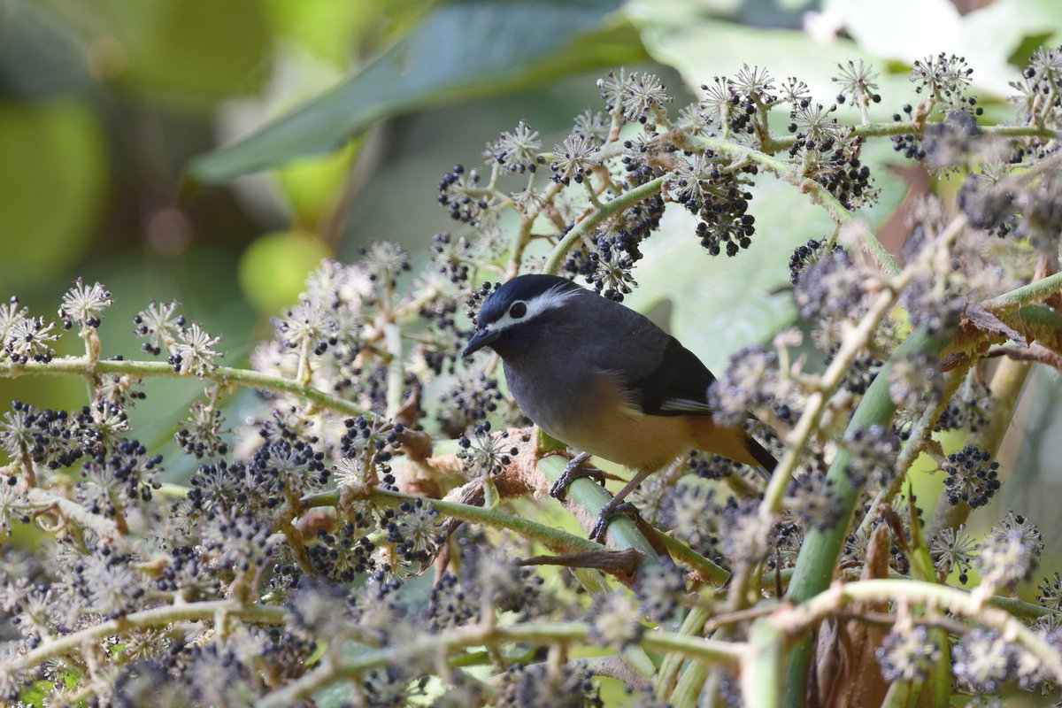taiwanbirdguide's tweet photo. #WhiteEaredSibia #η½θ³η«η and it's food!
#TaiwanBirdGuide #TaiwanEndemicSpecies #Taiwan #bird #birding #birdtour https://t.co/taz61Mu4Ja