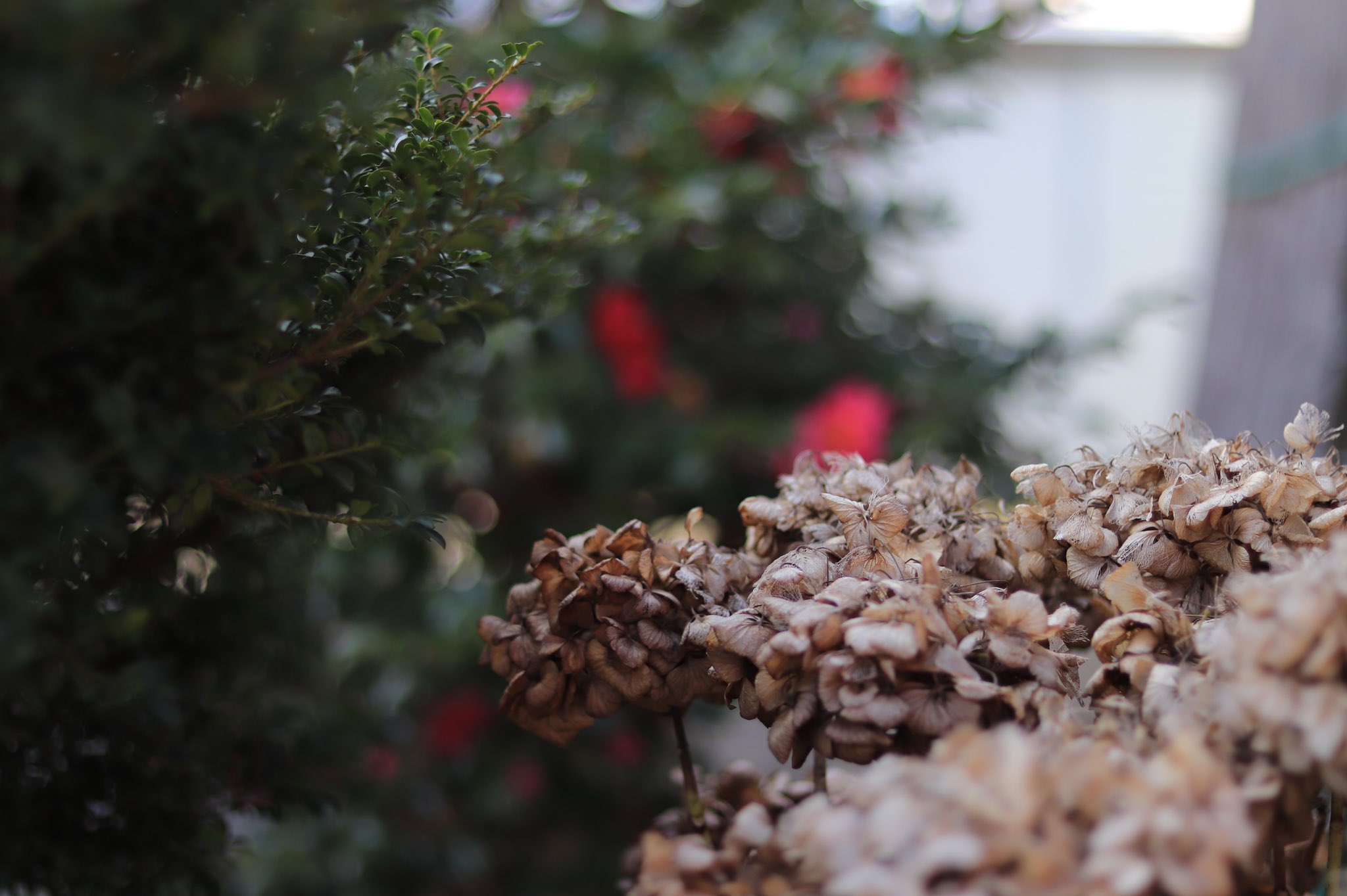 ゆん 枯れた紫陽花も好き カメラ好きな人と繋がりたい 紫陽花 T Co Uhtdimfiu6 Twitter