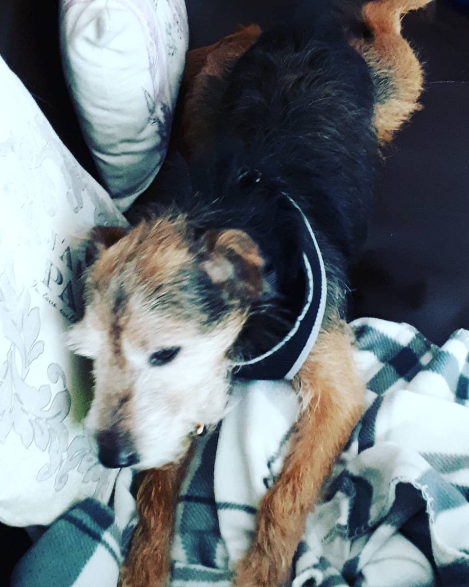 Hello, my name is Harry. I'm ten years old and this is my forever home 