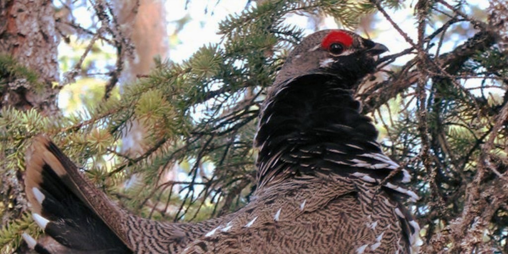 spruce grouse drake