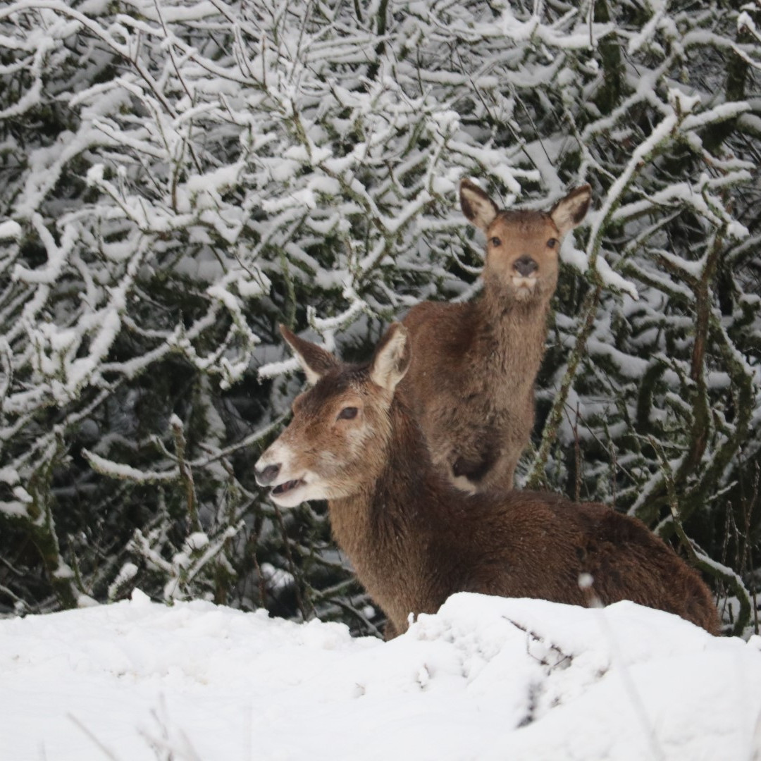moorofrannoch's tweet photo. Winter arrives in #Rannoch

Looks like our first guests of our 2020 season might even get some snow.

Open from 6th February

#moorofrannoch #restaurantwithrooms #rannochstation #rannochmoor #scotland 
#visitscotland #scotlandisnow #winter #wildlife #deer #booknow https://t.co/wgaGTZz7TS