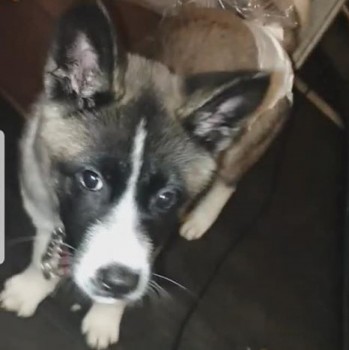 lisaphipps15's tweet photo. Lost: AGGY Black And White Face With White And Grey Body Akita PUPPY Female In #Rowlatts Hill area #LE5 #scanme #missingdog @DoglostUK #doglostuk #doglost  https://t.co/MG3oS6Lyer https://t.co/JXGlfszDoM