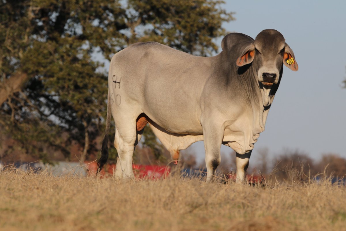 LaRocaRange's tweet photo. Just a lonely bull on top of the hill...watching the world go by! #brahma #bull #ranchlife #qualitymatters https://t.co/Z2W3zB4Tty