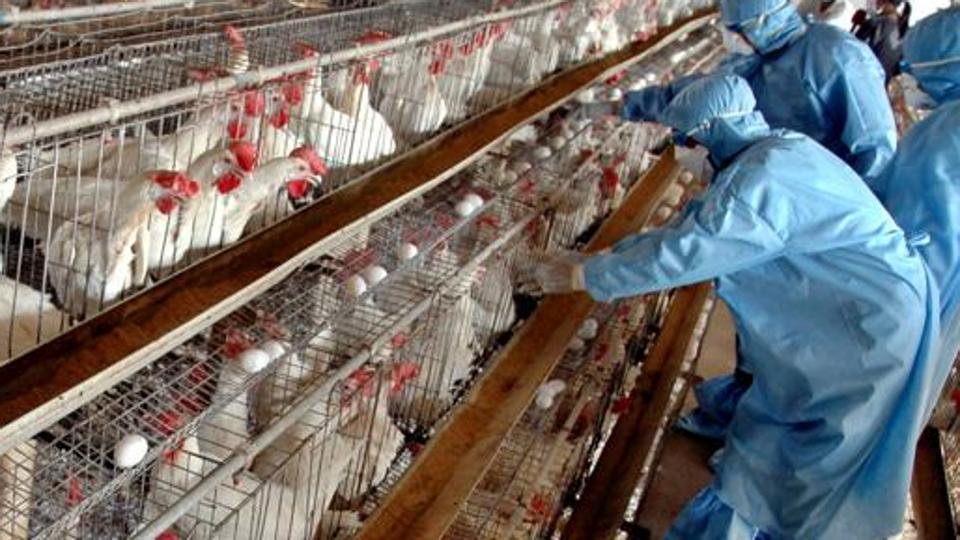 htTweets's tweet photo. Bird flu confirmed in poultry farm of Odisha veterinary college, all birds to be culled within 1 km

https://t.co/BqHPRonqbA https://t.co/Gj2YmuA9Se