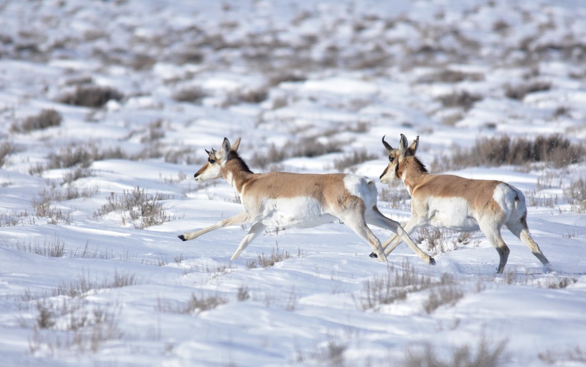 two pronghorn running in a snow covered field