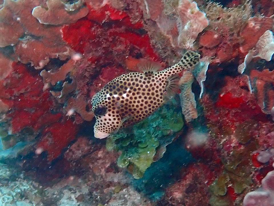 We love seeing all the great photos shared by guests as they dive with us! It captures the different perspectives of what others see and appreciate while exploring the reef. Thanks for sharing so many great photos, Kathy Geier!

Share your photos and tag Barefoot Divers, Roatan!