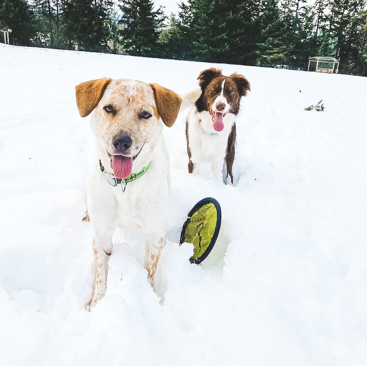 HyperPetToys's tweet image. Album cover option for The Pups Of Winter! 🐶❄️🌲 We'd buy this album for sure!

📸: IG @pupofthepackpnw

#dogsofwinter #winterfun #snowmuchfun #snowdogs #dogs #redheeler #bordercollie #weekend