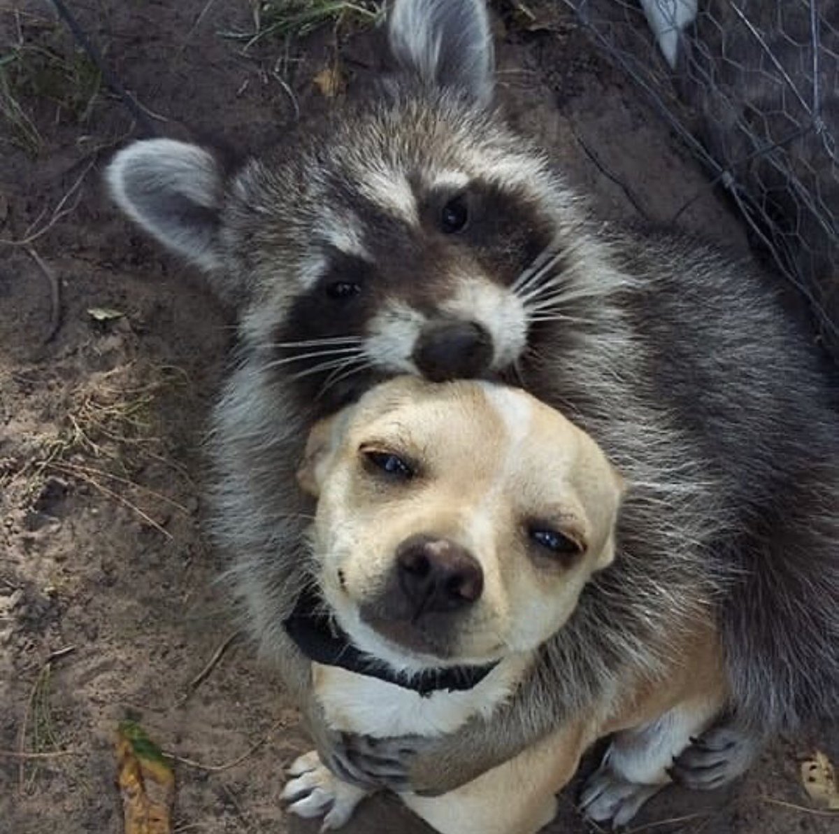 Выдра калан с детенышем. Обнимающиеся зверьки. Смешные обнимашки. Обезьянки обнимаются. Забавные животные.