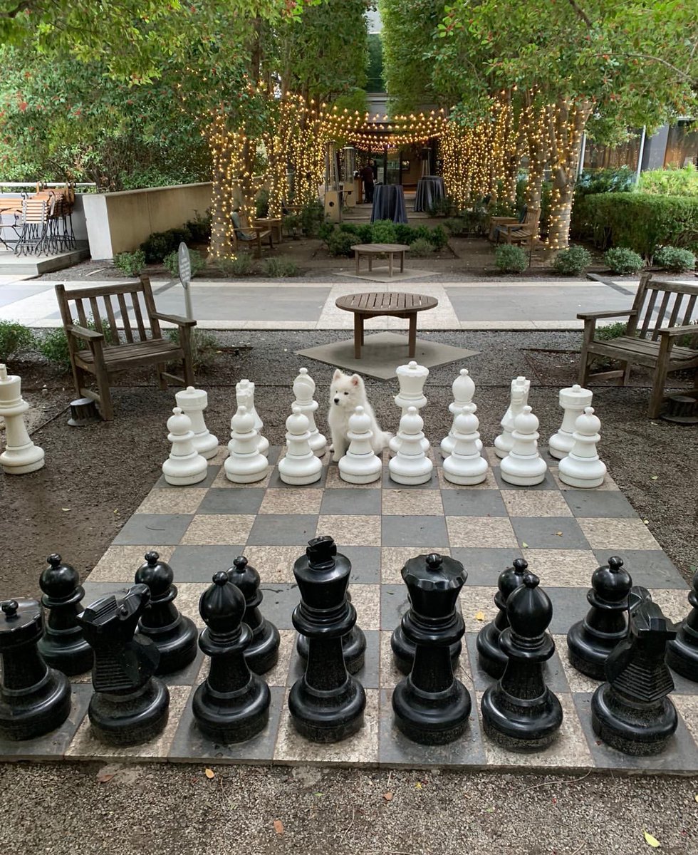 WeRateDogs tweet media