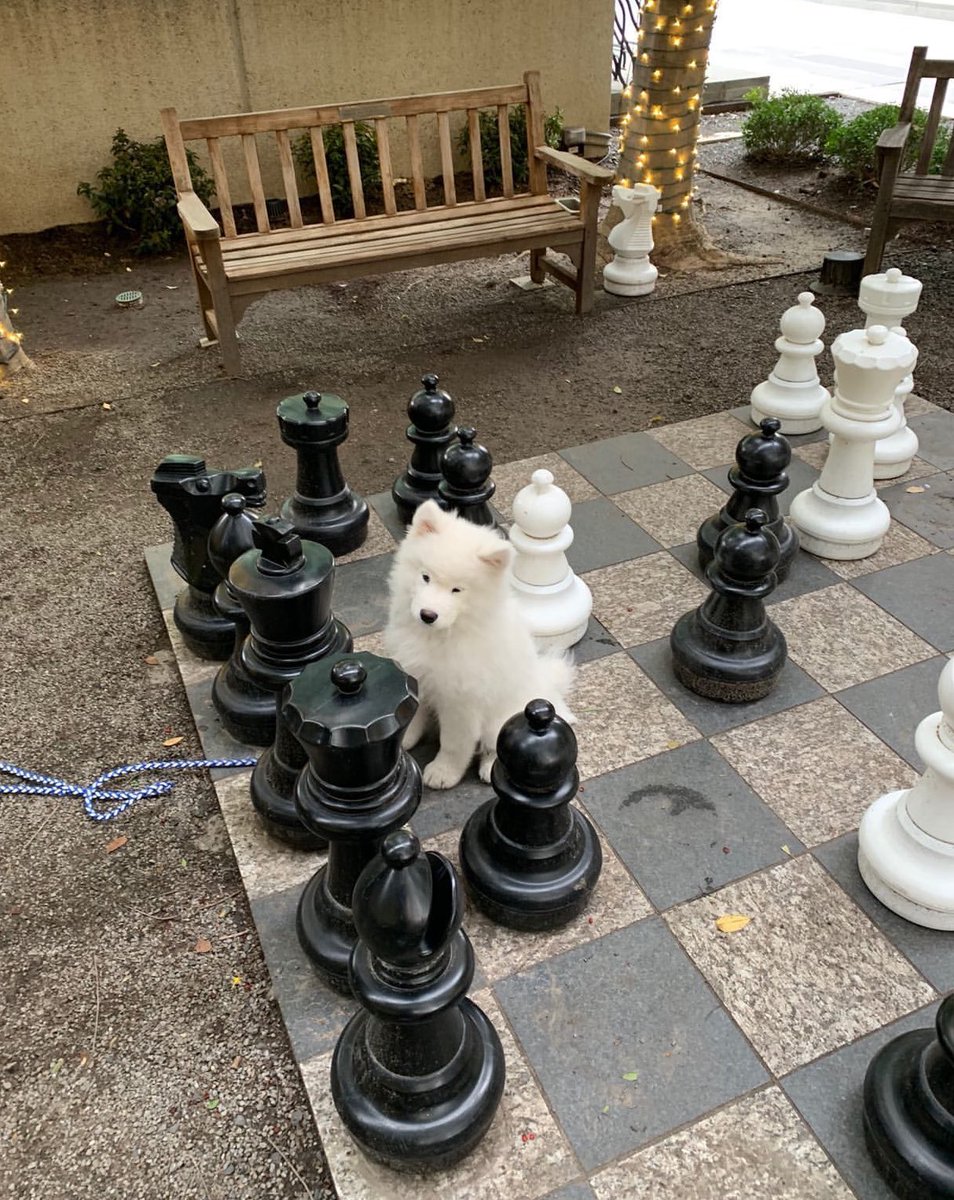 WeRateDogs tweet media