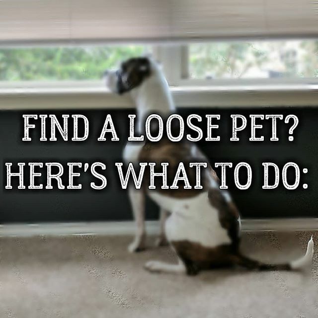 ATXLostFoundPet's tweet photo. ⭐ IF YOU FIND A LOOSE/LOST PET ⭐
▪️Get the animal scanned for a microchip asap. Any vet clinic or nearest shelter can scan.
▪️Submit a "Found Animal Report" by calling 3-1-1, via the 3-1-1 app, or on their website.
▪️Post on our Austin Lost and Found Pets Facebook page. ** O… https://t.co/FFYBGA1nHS