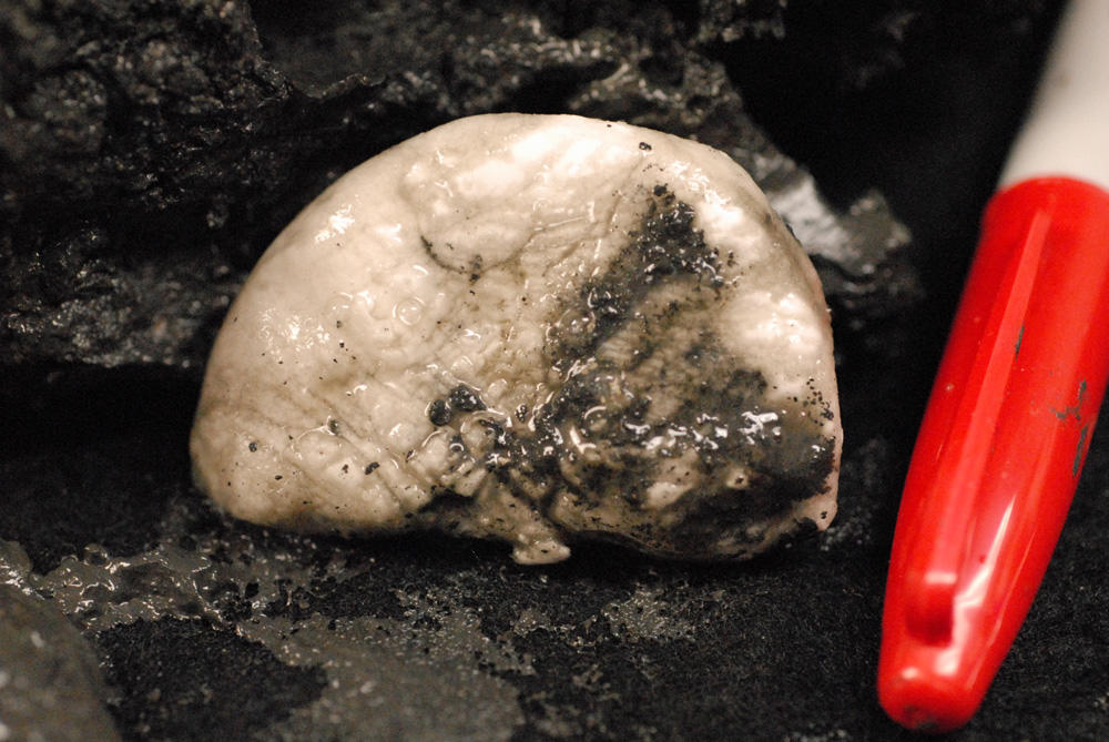 Gas Hydrate sample from the Indian Ocean seafloor.