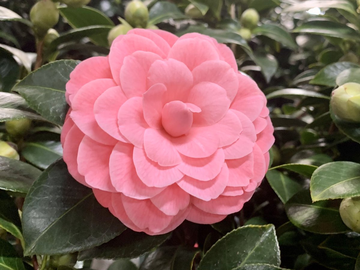 TanyaCBloomDiva's tweet photo. Just a pink kind of day! 💖🌸Finding pink inspiration on a grey day in Germany 🇩🇪 #pink #pinkmakesmehappy #pinknails #germany #selecta #selectaone #ilovemyplantjob #flowersmakemehappy https://t.co/puBk0uOBpS