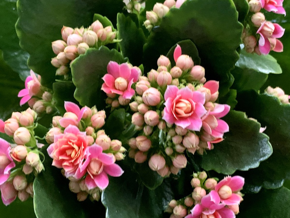 TanyaCBloomDiva's tweet photo. Just a pink kind of day! 💖🌸Finding pink inspiration on a grey day in Germany 🇩🇪 #pink #pinkmakesmehappy #pinknails #germany #selecta #selectaone #ilovemyplantjob #flowersmakemehappy https://t.co/puBk0uOBpS