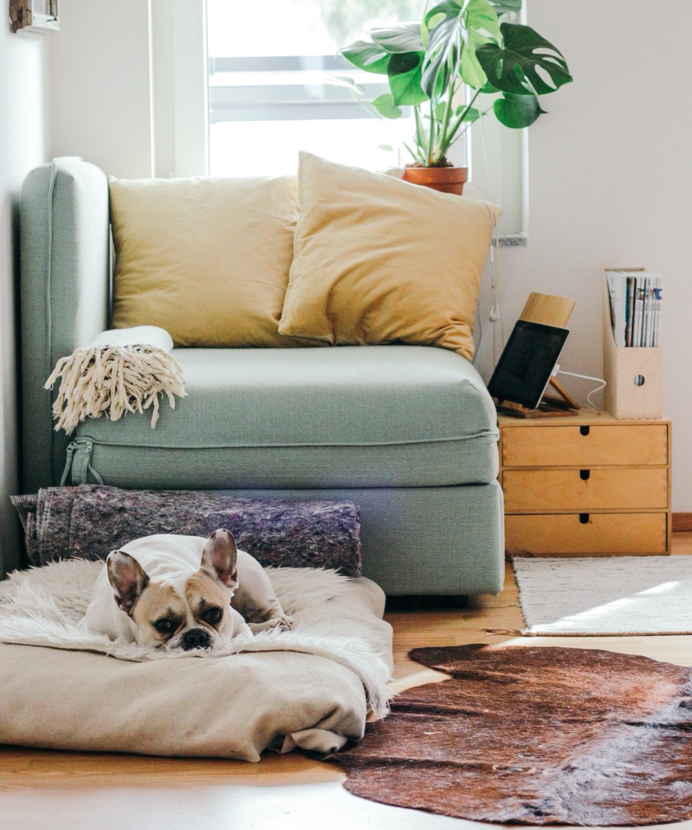 Did you know that you can have a beautiful home even with a pet? Some tips to create a pet-friendly home include stain-resistant fabrics, non-slip area rugs, and hardwood flooring! More #DesignTips: ow.ly/dJy450wmtWx

#MondayMotivation #home
