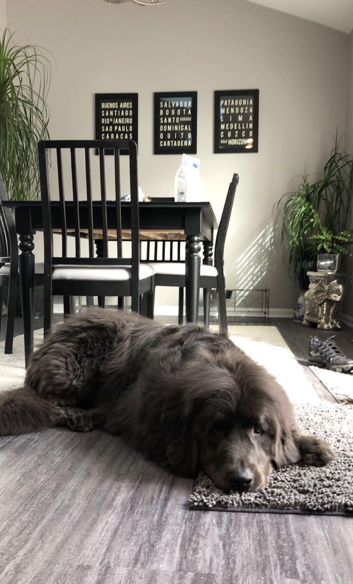 GNewfie's tweet photo. I am the Ghost dog! #newfoundlanddog #bigdogs #newfie #greynewfoundland #giantdog https://t.co/QF8n4GStZj