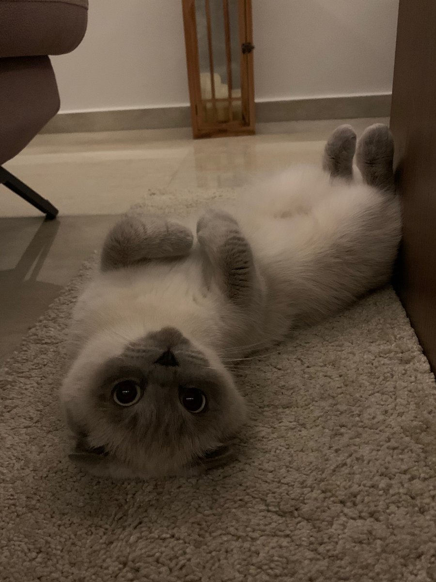 Pet appreciation post!

This is Nyx. She’s a 1,5yr old Scottish fold, 100% derp.

I love her with all my heart. Show me your pets!!