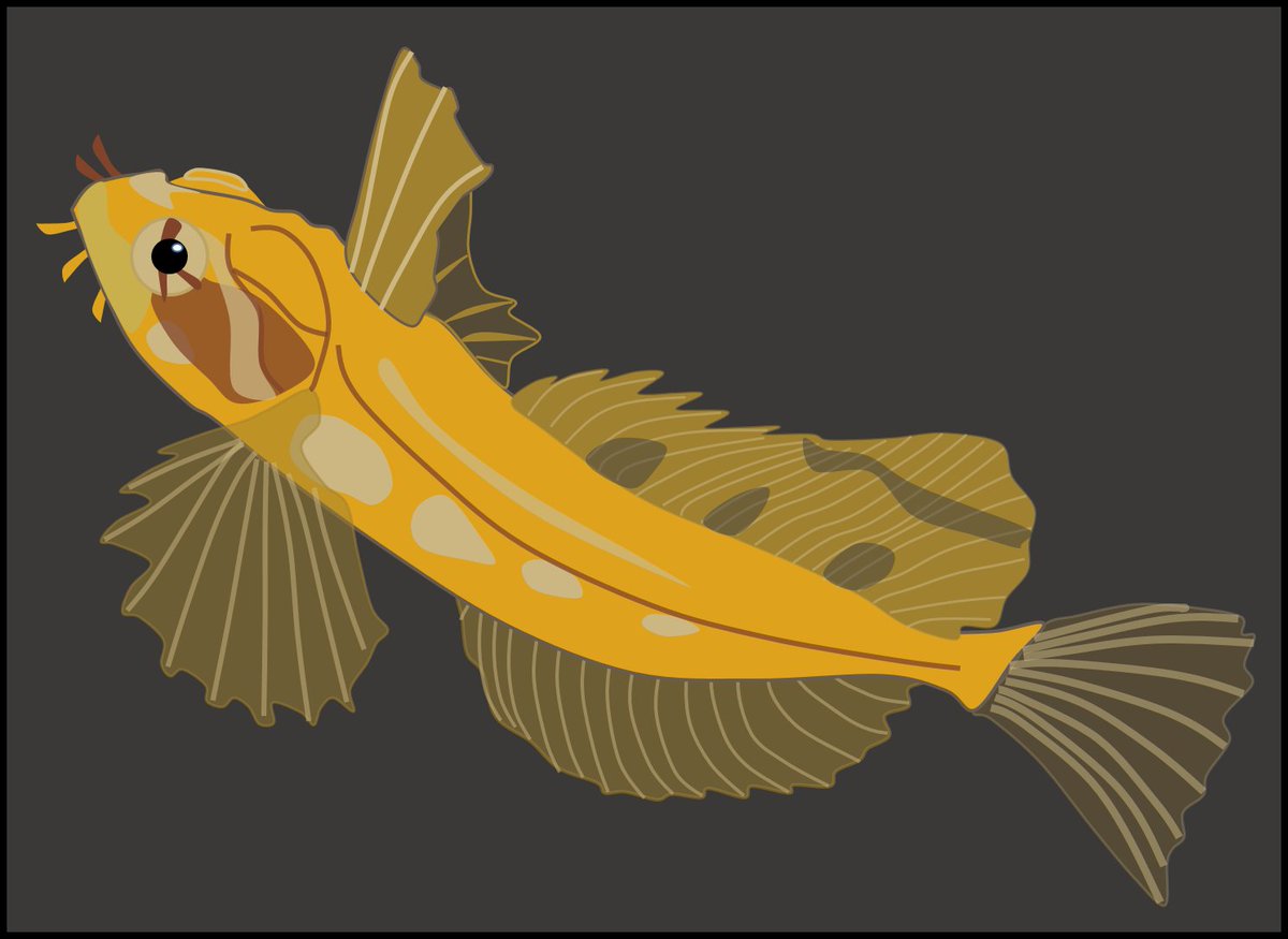 CMDonatelli's tweet photo. My one day late #SundayFishSketch! A Silverspotted Sculpin (blepsias cirrhosus) we caught @MarineBiol_FHL (I think?) during my fish class #fishclass https://t.co/IRchQUYlF9