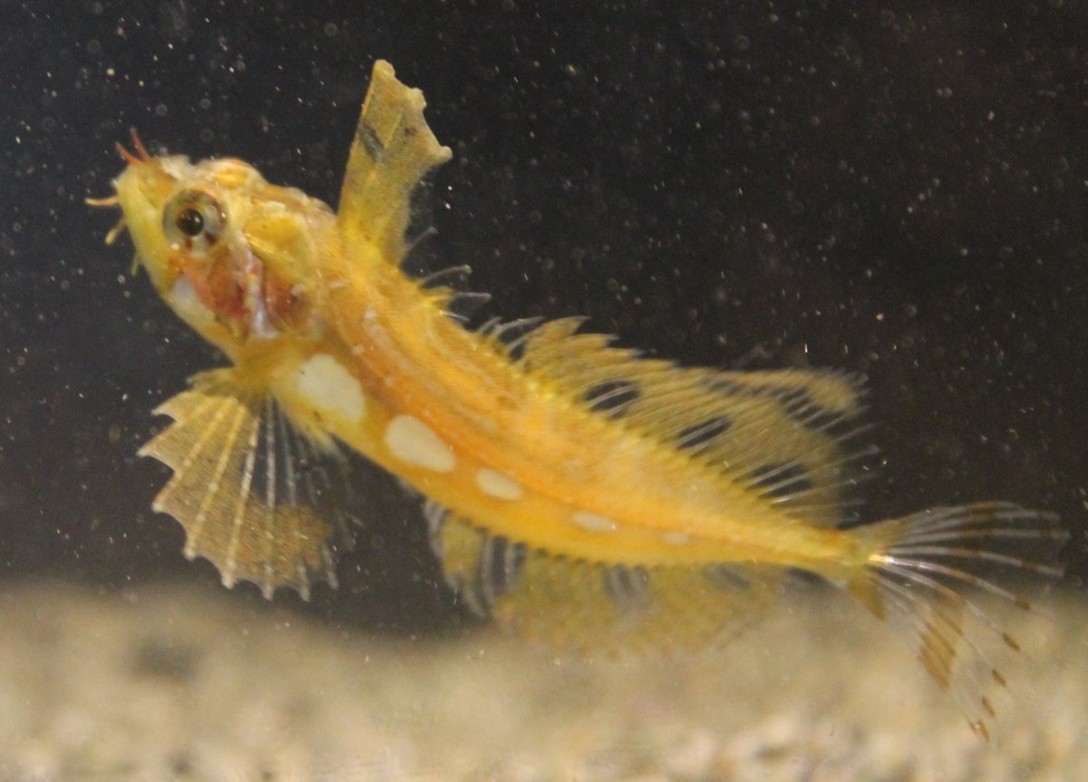 CMDonatelli's tweet photo. My one day late #SundayFishSketch! A Silverspotted Sculpin (blepsias cirrhosus) we caught @MarineBiol_FHL (I think?) during my fish class #fishclass https://t.co/IRchQUYlF9