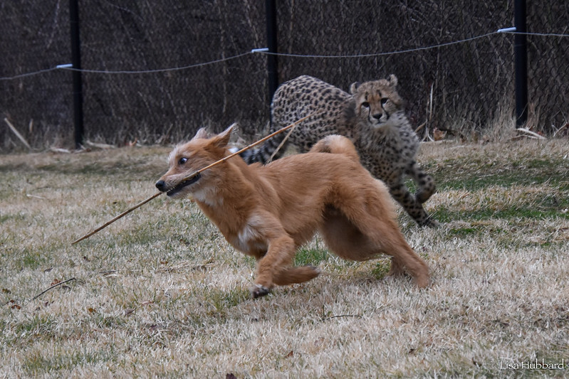 CincinnatiZoo tweet picture