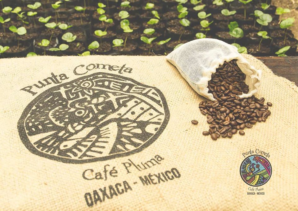 dialogocafetero's tweet photo. Platicaremos con @MichelleMailing  de la barra @CafeCometa , quien nos compartirá tips para preparar un sabroso V60 así como con el Mtro. Fidel Sánchez Maqueo, Director de Energías Renovables de la @utvco y su nuevo proceso de admisión.

Martes a las 14 hrs por @MxRegeneracion https://t.co/KElGqQQN2z