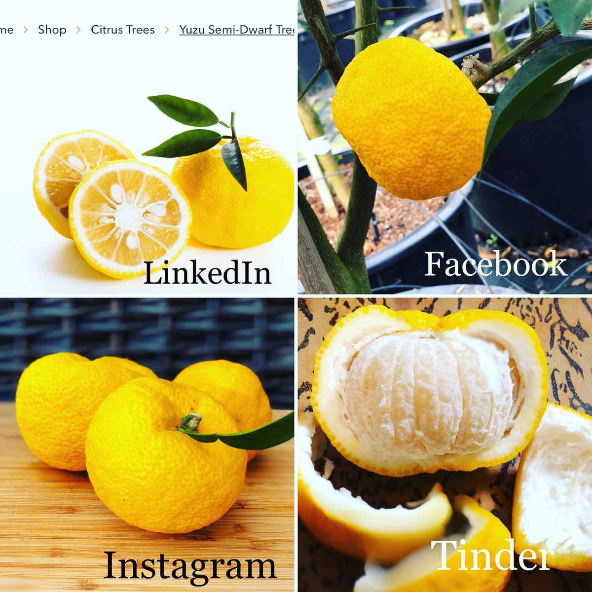 Four Winds Growers tweet media