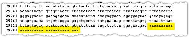 mixx_io's tweet photo. El genoma del coronavirus de Wuhan acaba en 33 'a' seguidas. 

¿Significa que fue creado en un laboratorio? No

¿Qué significa? Absolutamente nada. 

¿Importa? No.

¿Es curioso? Pues miraaaaaaaaaaaaaaaaaaaaaaaaaaaaaaaaa sí https://t.co/0ot7IkAHUl