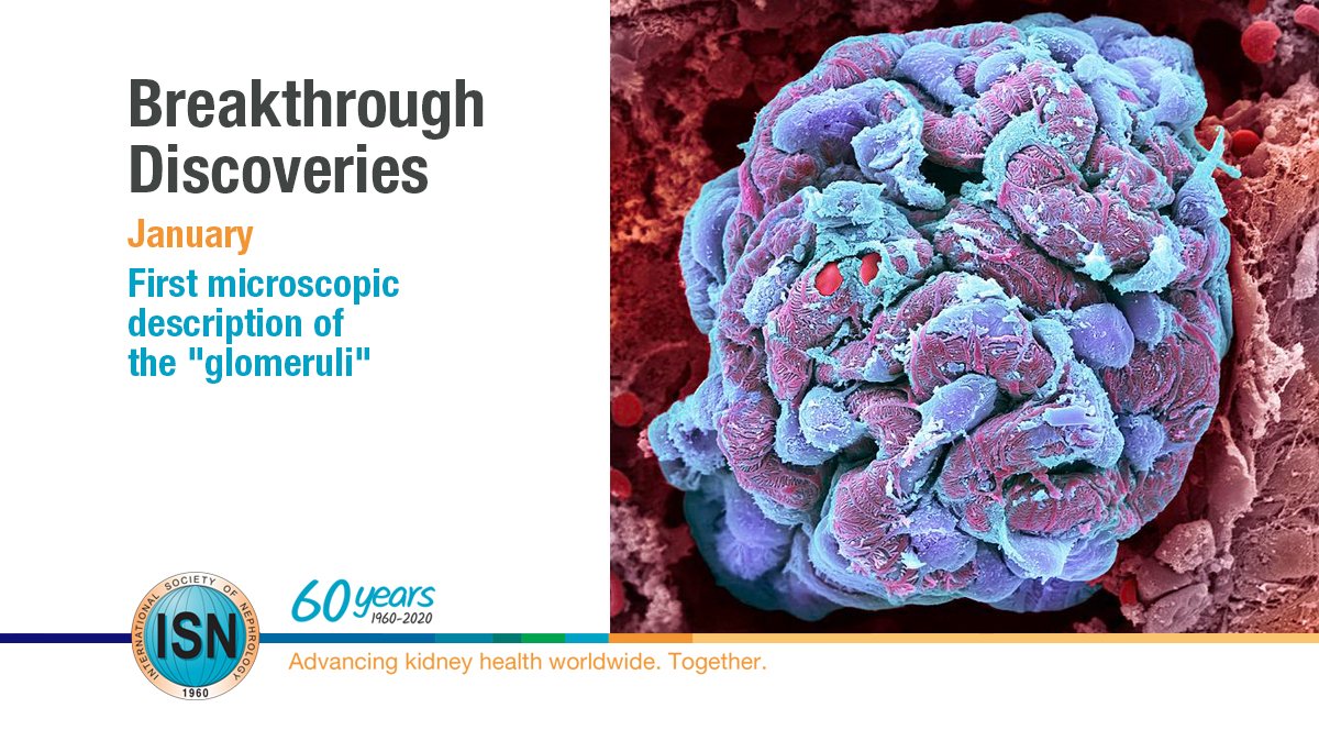  First microscopic description of the "glomeruli" https://www.theisn.org/60th-anniversary/breakthrough-discoveries/breakthroughs-in-january/first-microscopical-description-of-the-glomeruli  #ISN60years