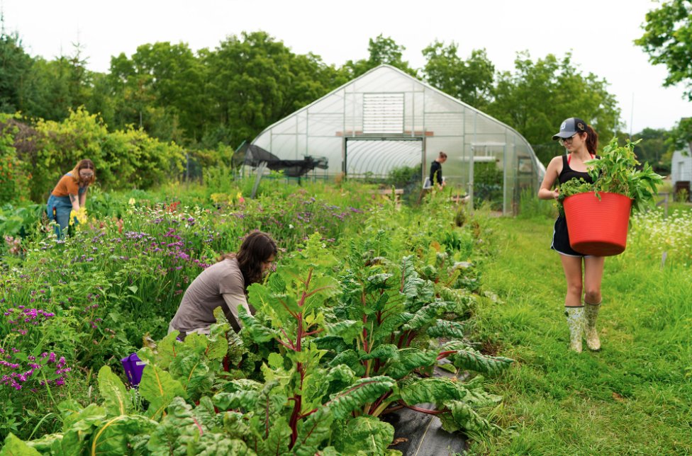 Students in the garden planting. A female student carrying a basket full of vegetables. 