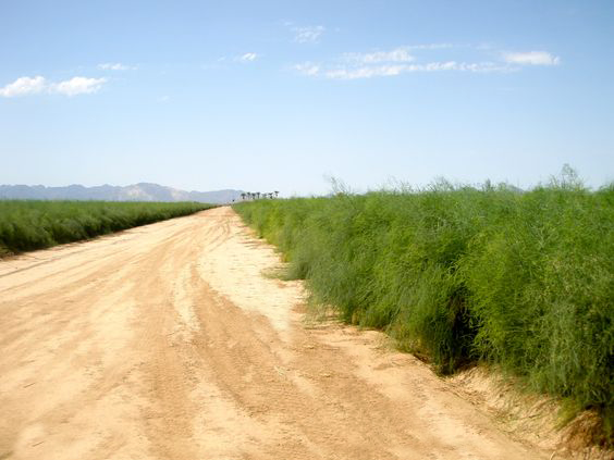 GourmetTrading's tweet photo. Gearing up for our Caborca season!🌱 #asparagus #farming #produce #qualityproduce #gourmettrading #vegetables #mexico https://t.co/VV6f8V6yB1