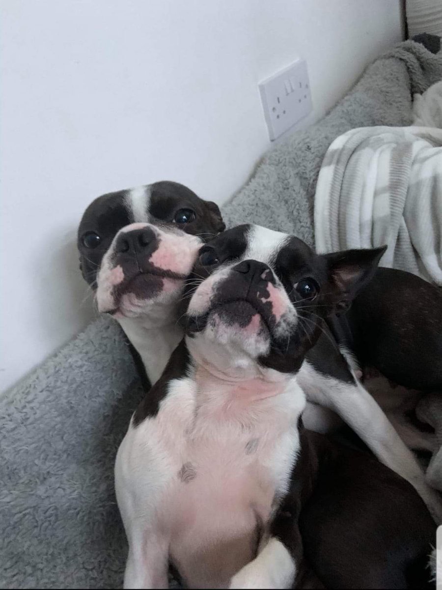 bterrierdogs tweet picture