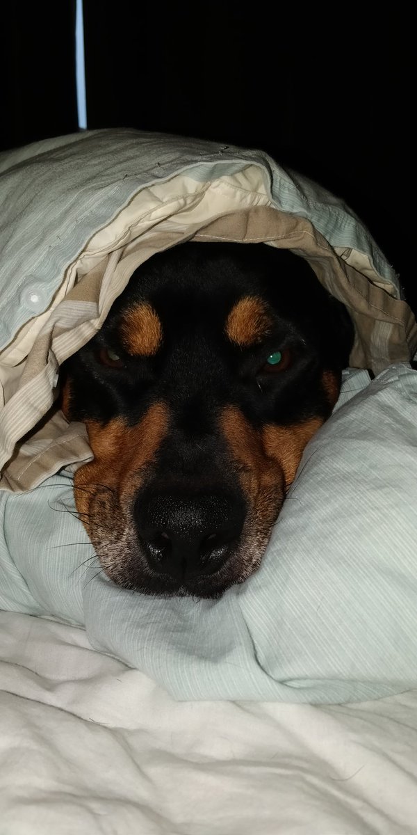 RoccoRottweiler's tweet photo. @johnneh Do you need cuddle? 
That's what I do with my human when she feels like that! https://t.co/yCYYEgy95o