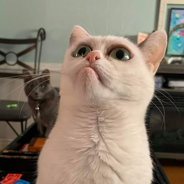 trailerparkboys's tweet photo. Have you seen this kitty?
It's fucking DECENT!! #KittyoftheWeek https://t.co/Dd6crGT6PI