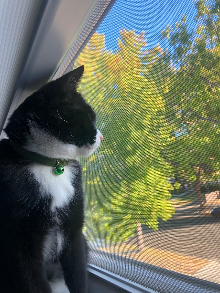 lilyjeffsbio's tweet image. This weekend I played with my cat named Jet. He can be very crazy, but always brightens up my day 😺 #ndbtigers #apbio3