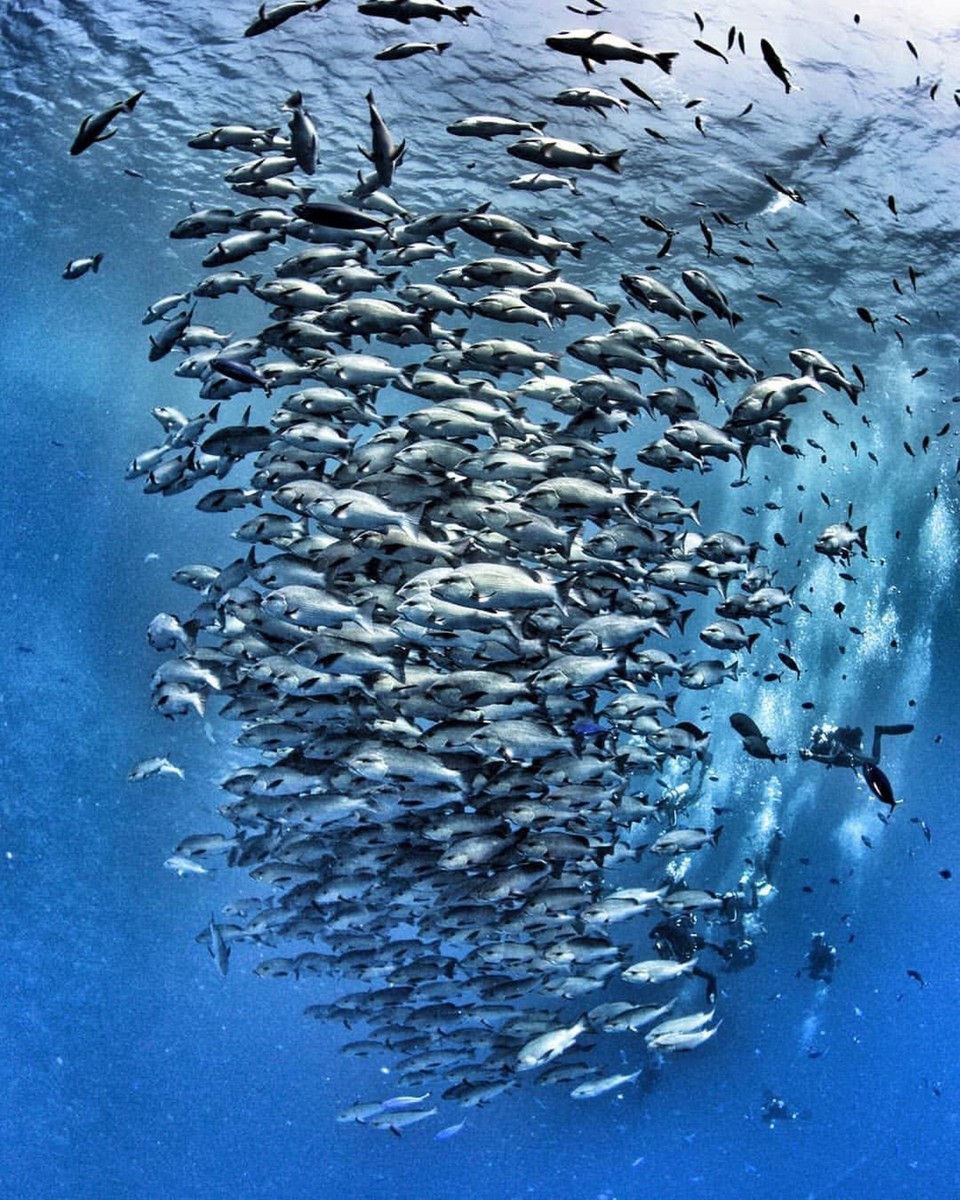 themarinediary's tweet image. Are you finishing up #DryJanuary? 📆⁠Well, how about another challenge…⁠

Simon Hilbourne and @OceansFestUK are launching #FishFreeFebruary, challenging the public to protect our oceans by removing seafood from their diet 

bit.ly/2TUYNOb

📸IG: superennyphoto