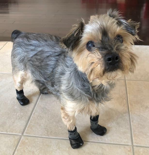 RockysJournal's tweet photo. Dog Boots: Everything You Need To Know #yorkiepoo #yorkie #poodle #dogsoftwitter #doglife #dog #winter #dogboots #boots #snowboots https://t.co/Ud7LnYXbvl https://t.co/7b9NZHKzb6