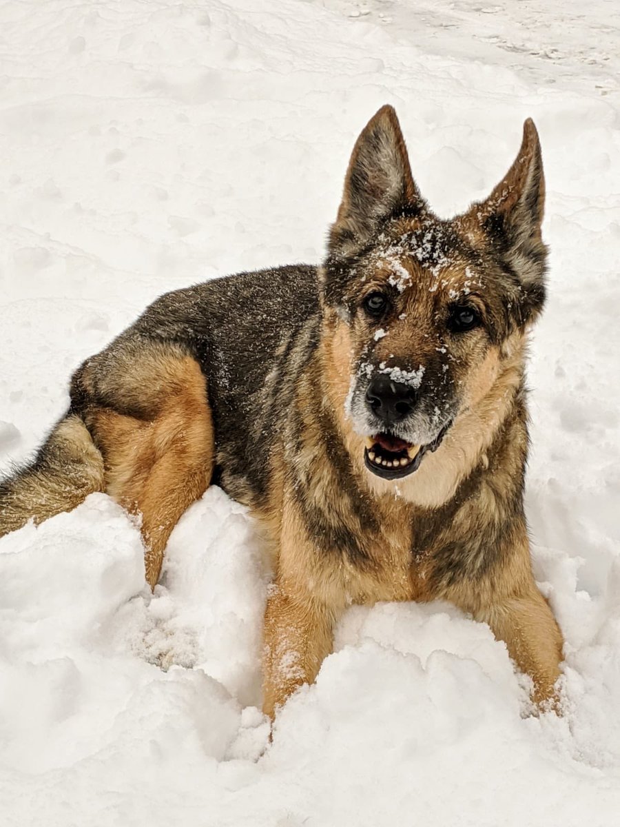 With heavy hearts this morning #VPDCanine say goodbye to Retired PSD 0684 Blade

CST Visser and PSD Blade worked the streets together from June2007-June 2016, Blade spent his retirement well loved with CST Visser and family 

At 14 years of age...
#EOW 01/27/2020

#RestEasyHero