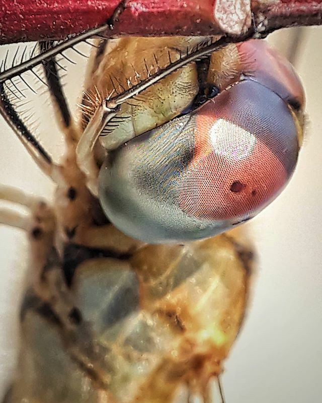 apexelindia's tweet photo. Awesome Shot by @subham_macro_photography through Prosumer Nikon L810 4.7cm Macro Lens

Buy: https://t.co/Pf5eph149d

Tags:
#macrooftheday #macromania #macroaddict #macrophotography #macrolens #macrophoto #macros #closeup #macroporn #upclose #micro #mac… https://t.co/6CefWFzDfh https://t.co/gMn4rFXLHa